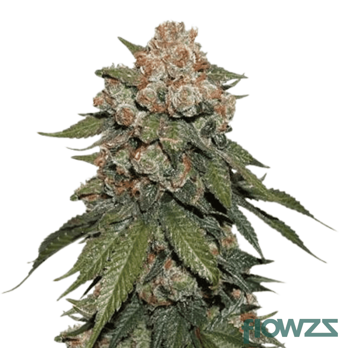 lemon-cream-sherbert
