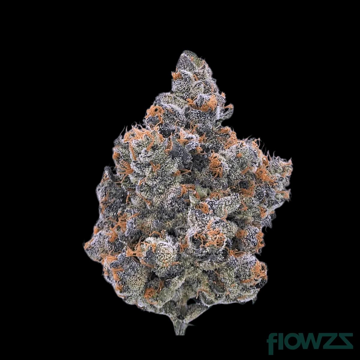 eufloria-33-1-pch-purple-churro