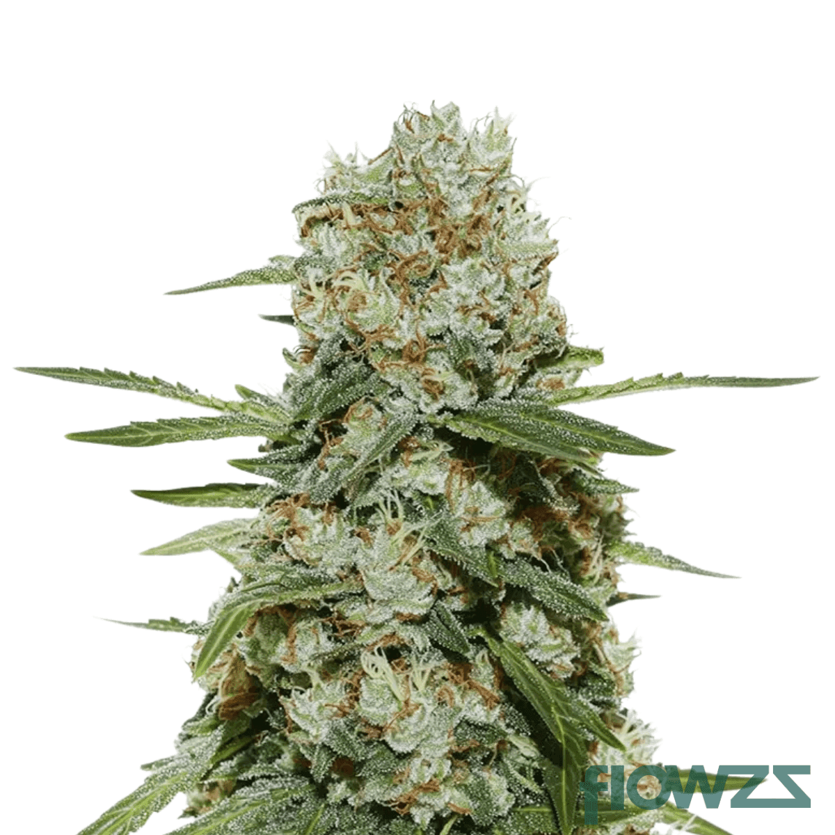 cuban-haze