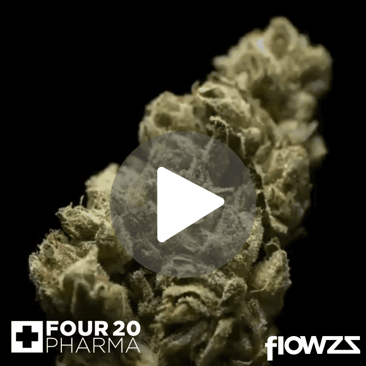420-evolution-27-1-ca-mfg-modified-grapes-2