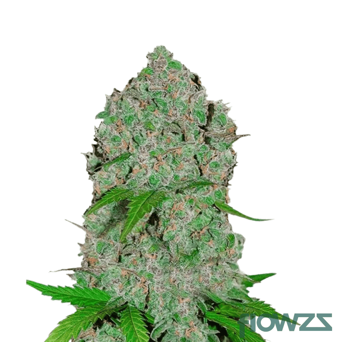 orange-sherbet