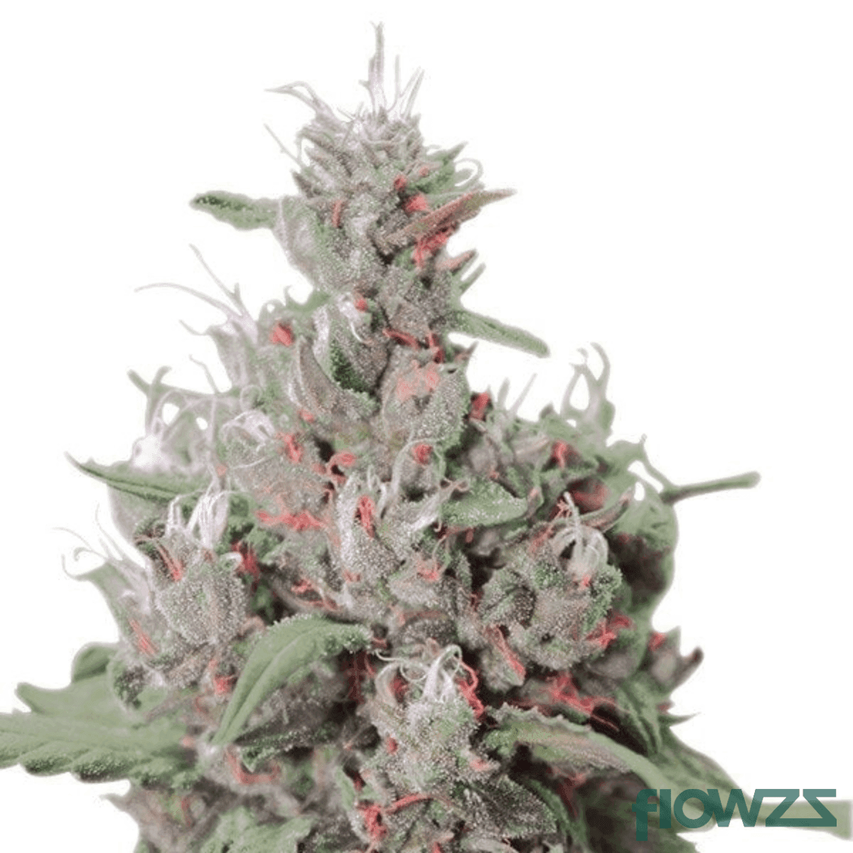 Orange Cookie Kush x Free World Chem