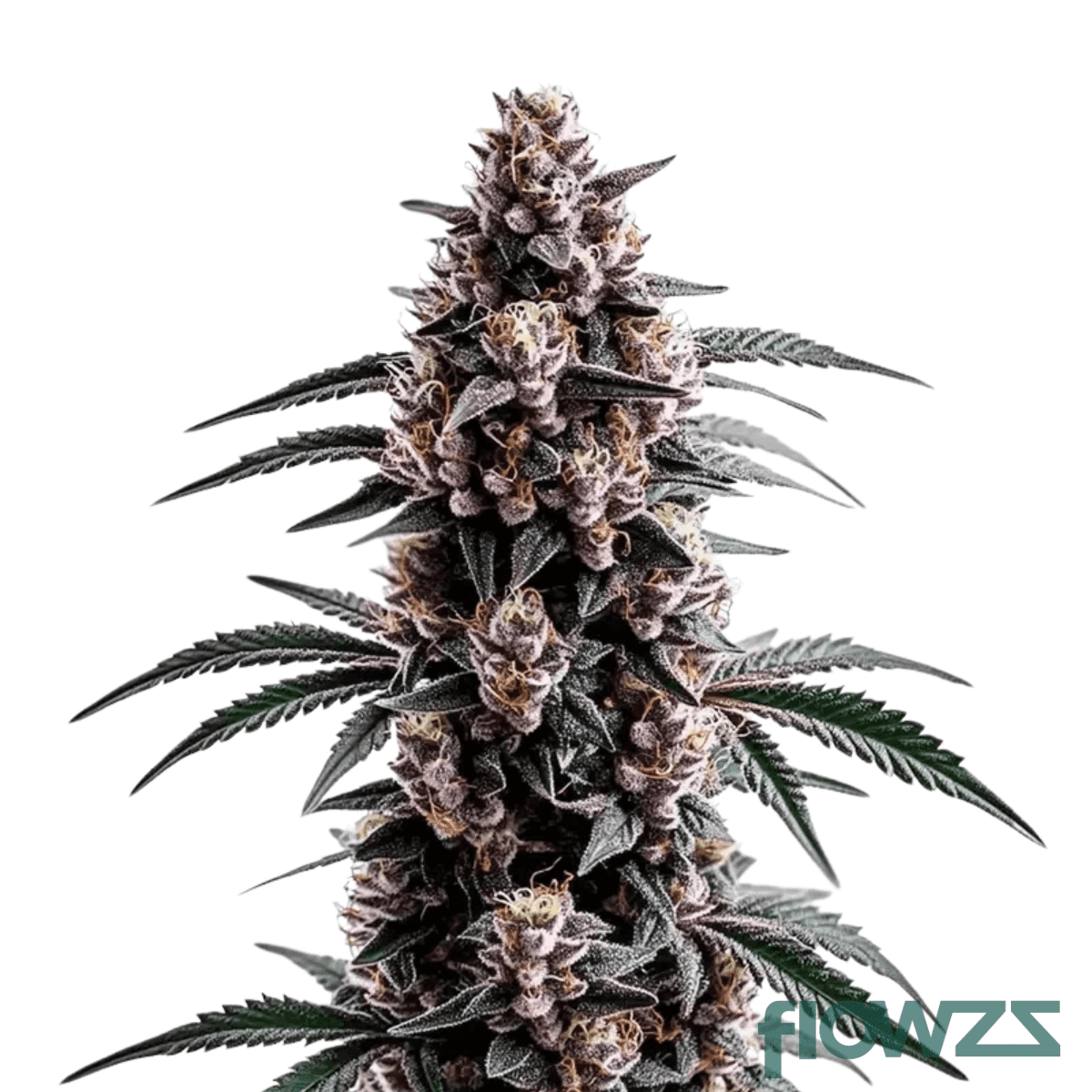 sugar-kush
