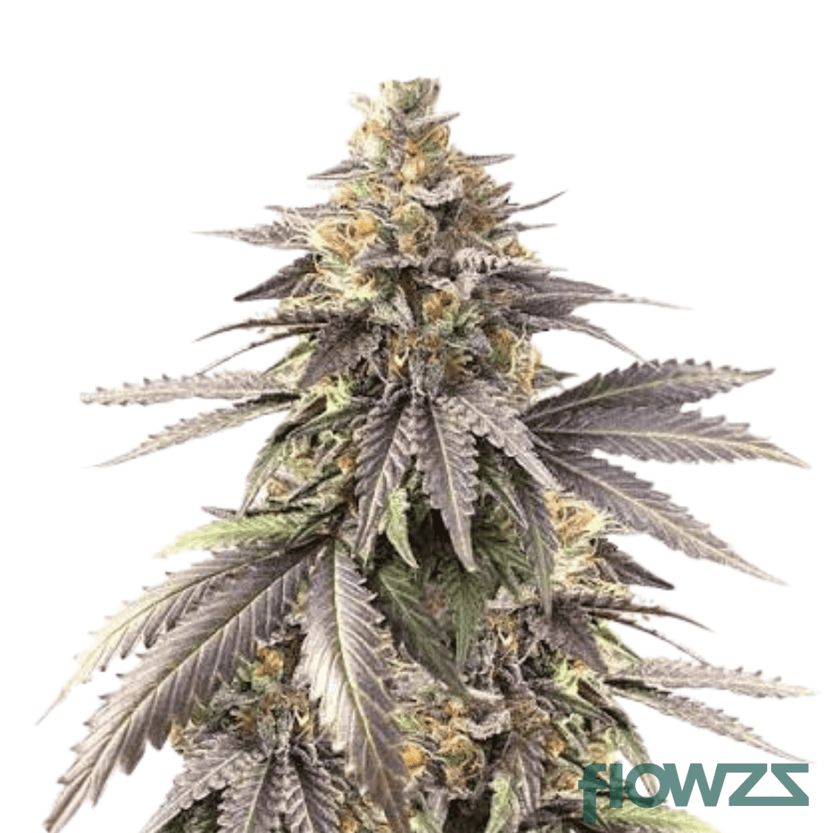 blueberry-gelato