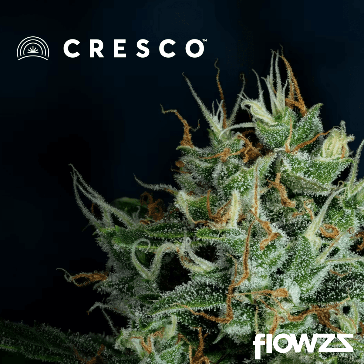 Cresco RFSH 28/1 Lemon Cherry Gelato