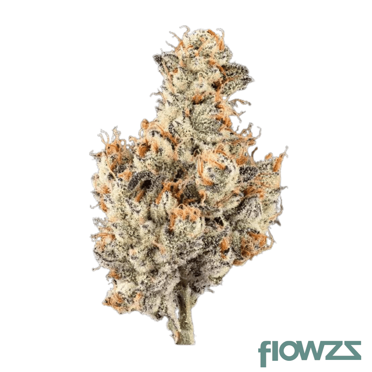 enua-25-1-glz-ca-garlic-z