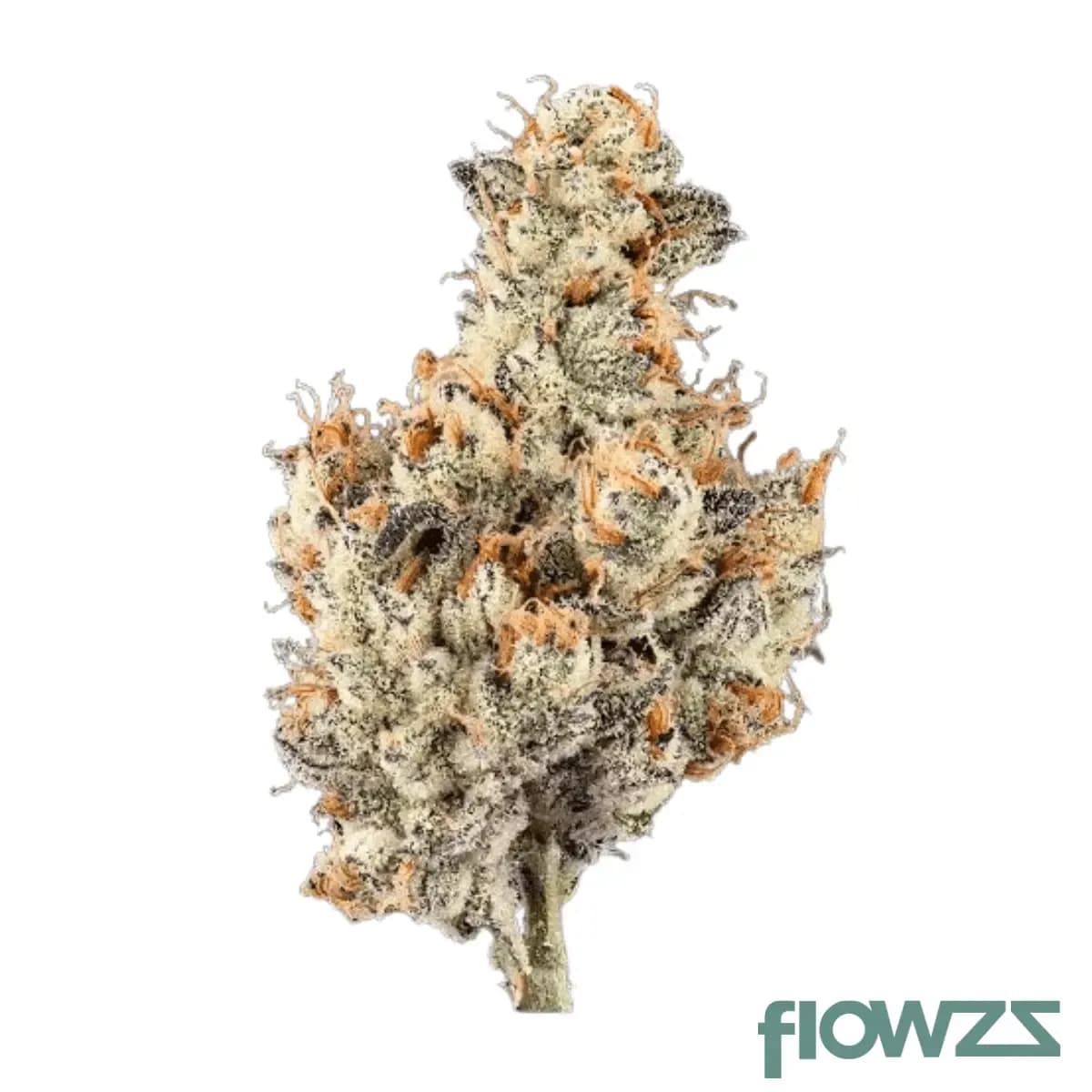 enua-27-1-glz-ca-garlic-z