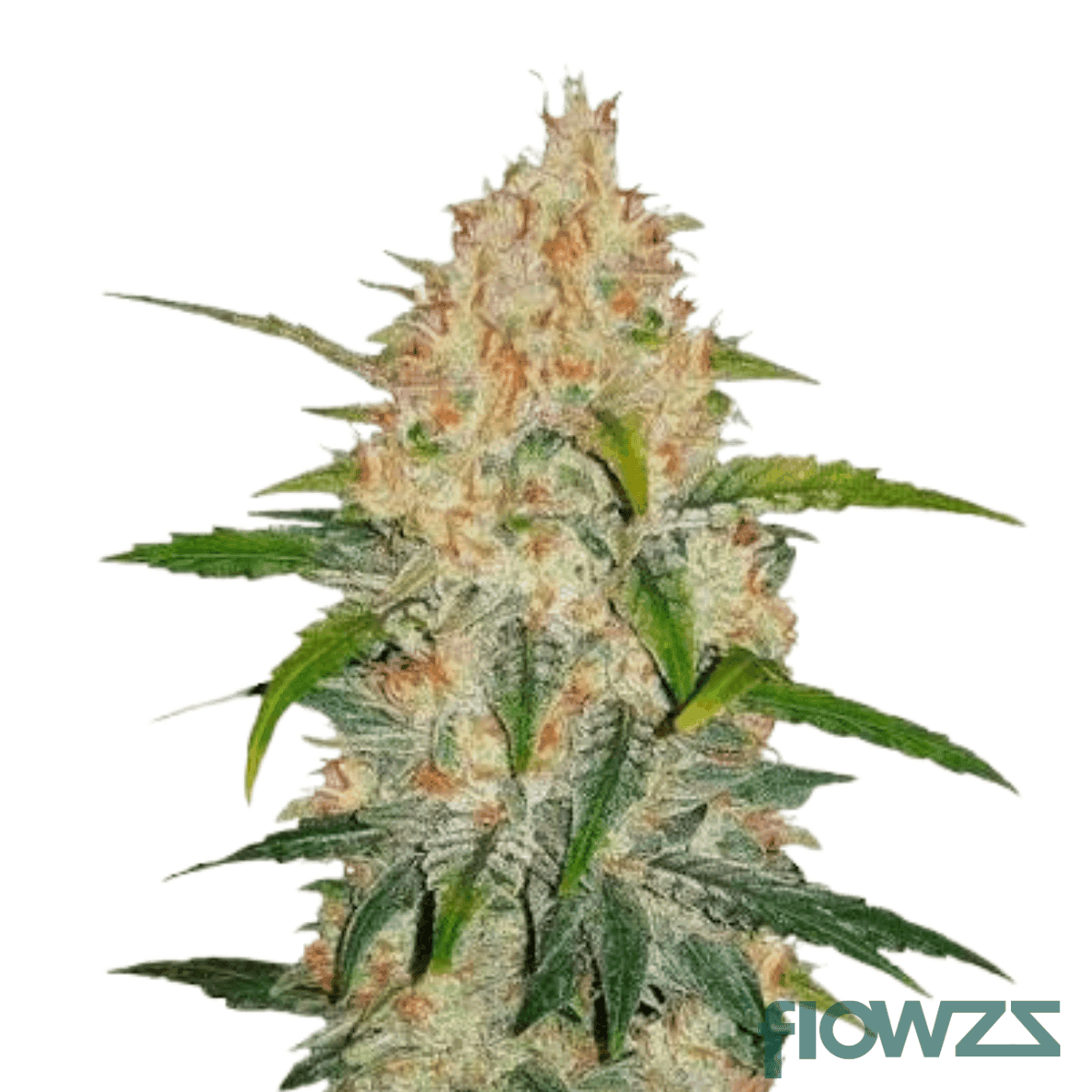 frozen-cherry-gas