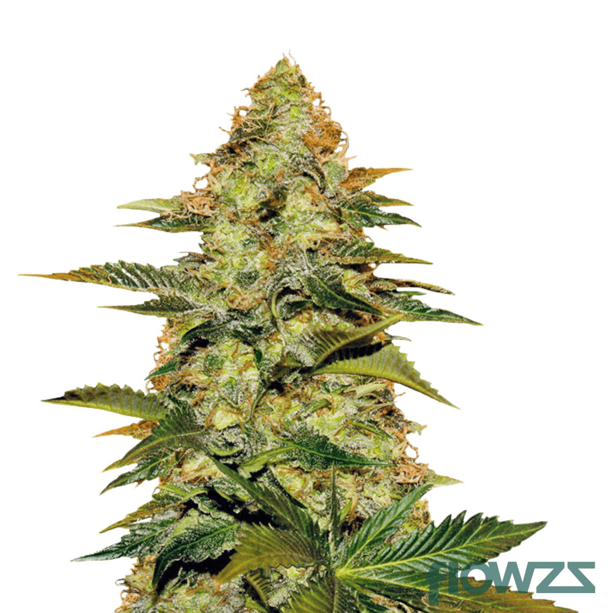 peach-gelato