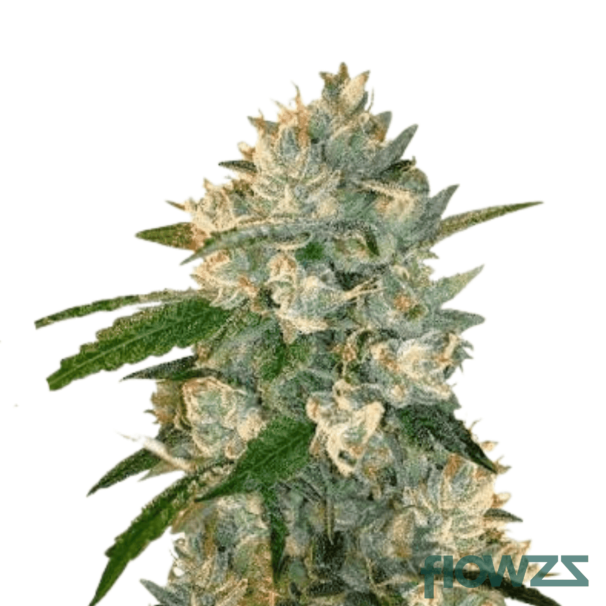 blue-candy