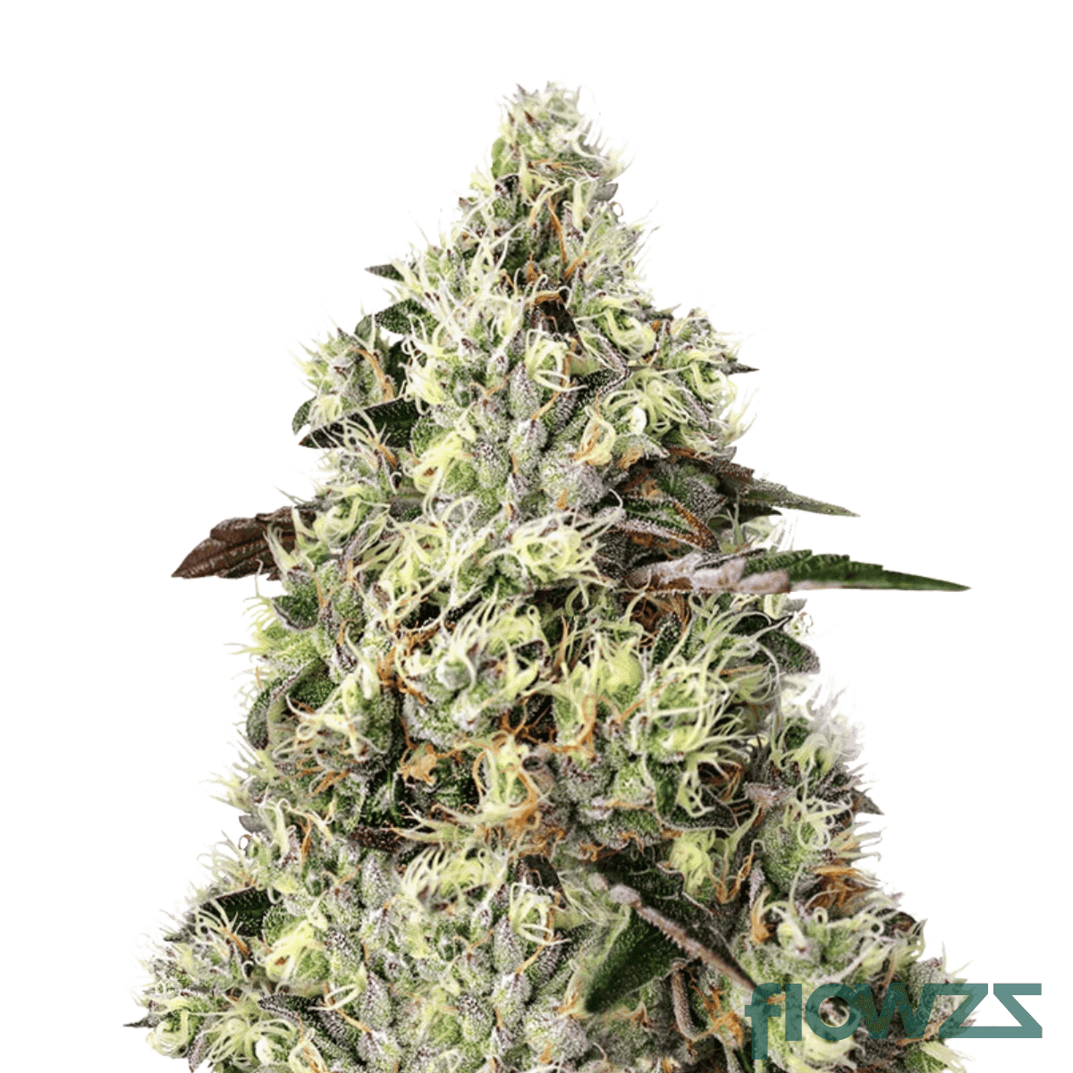 gelato-crust