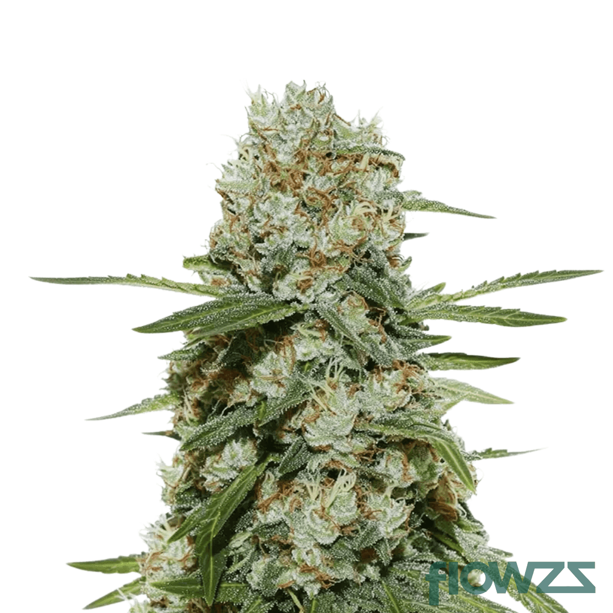 sherbet-haze-gelato