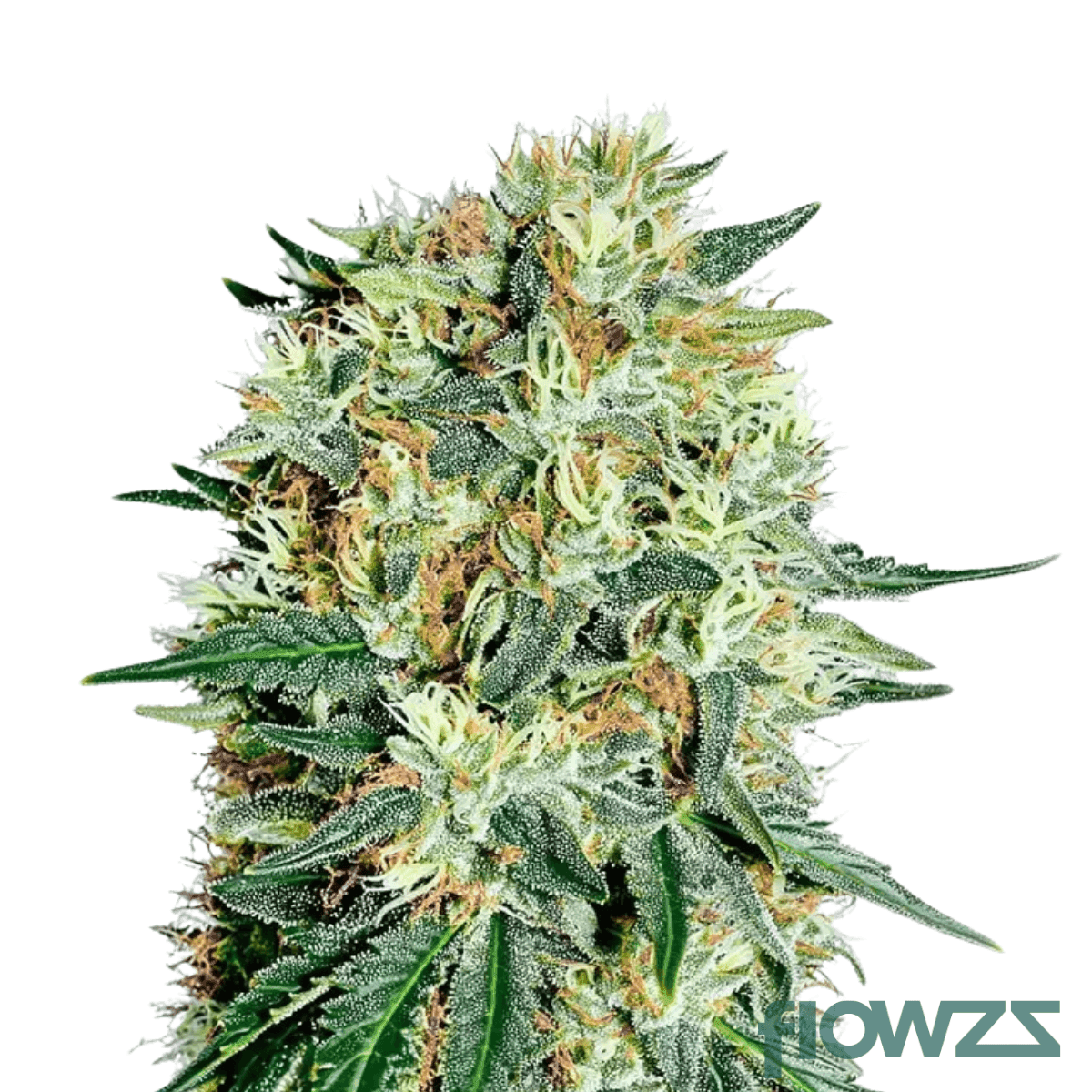 og-kush-breath