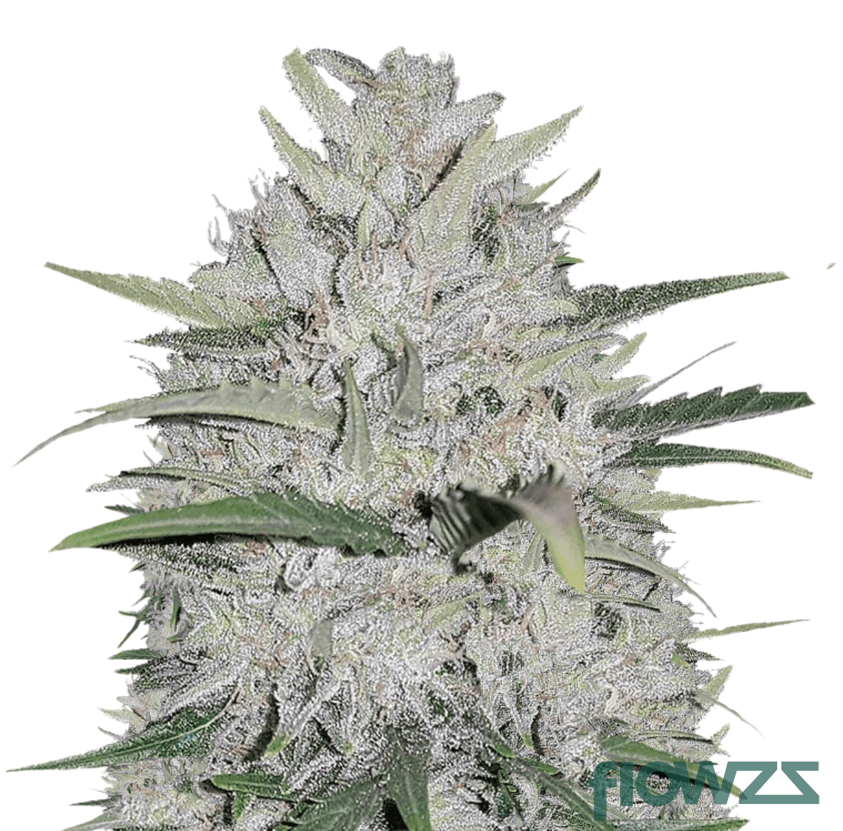 key-moh-kush