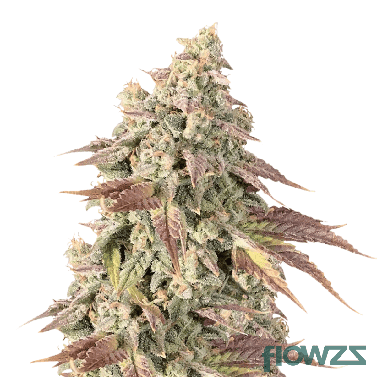 bubblegum-kush-mintz