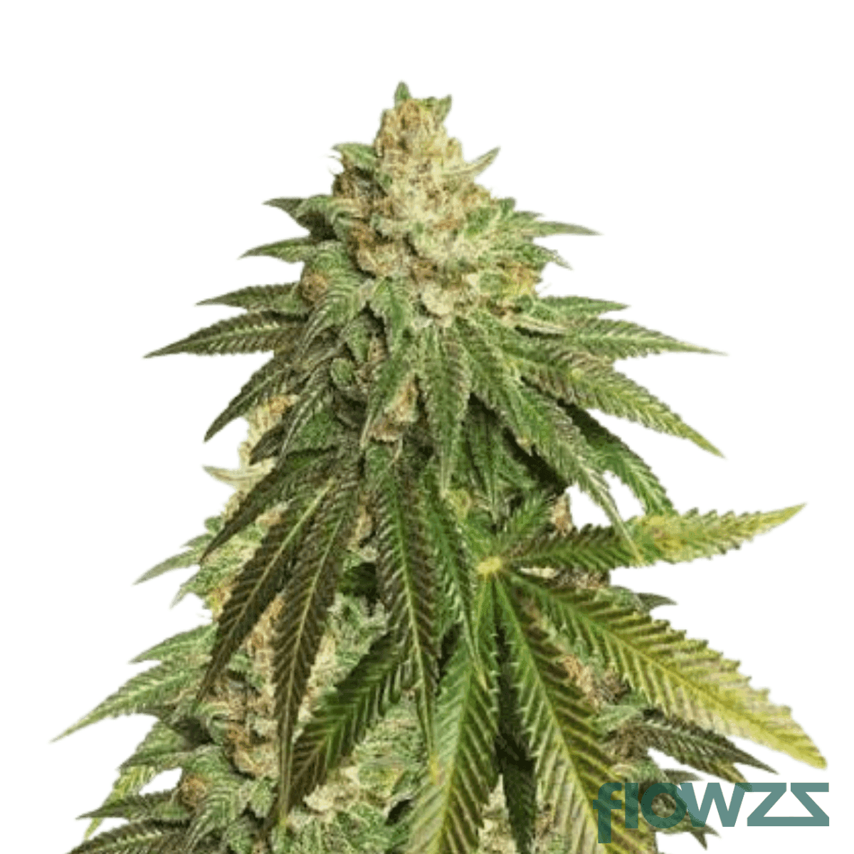 bubblegum-kush