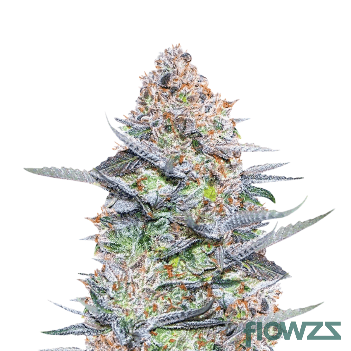 Fairy Kush