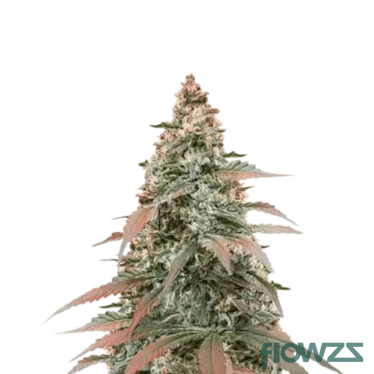 frost-boof