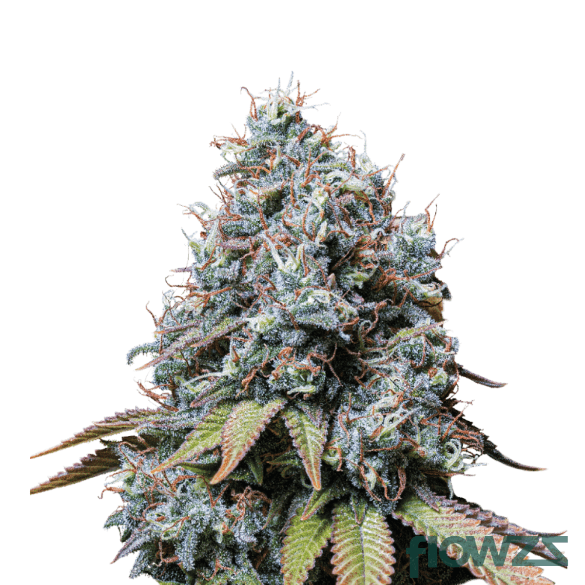 burmese-mimosa-x-athene