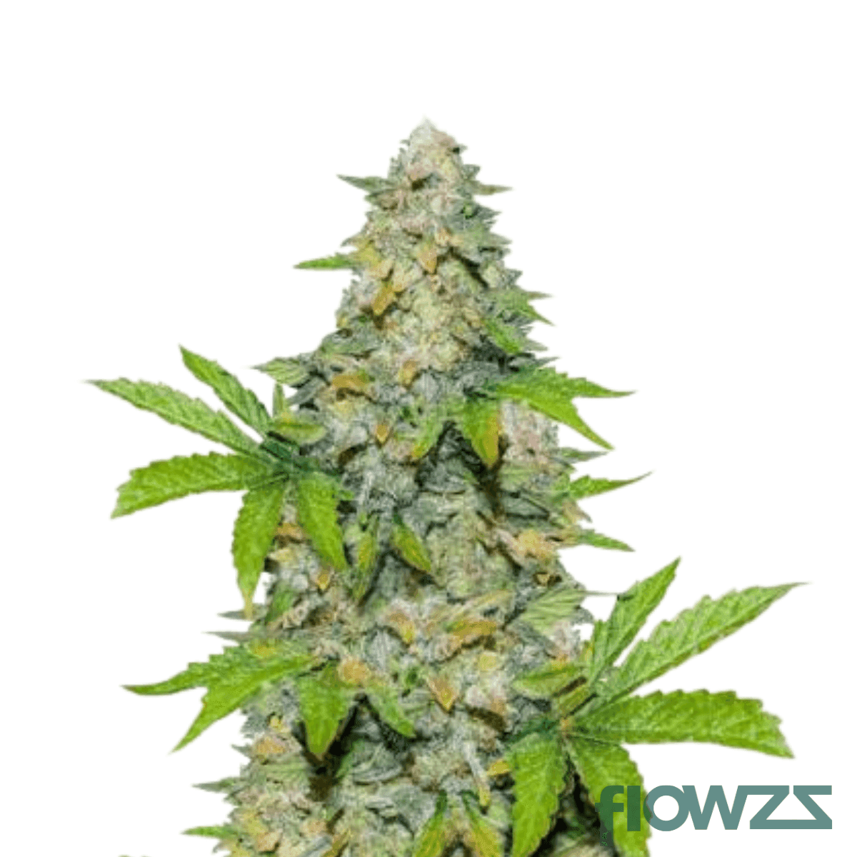 og-poison