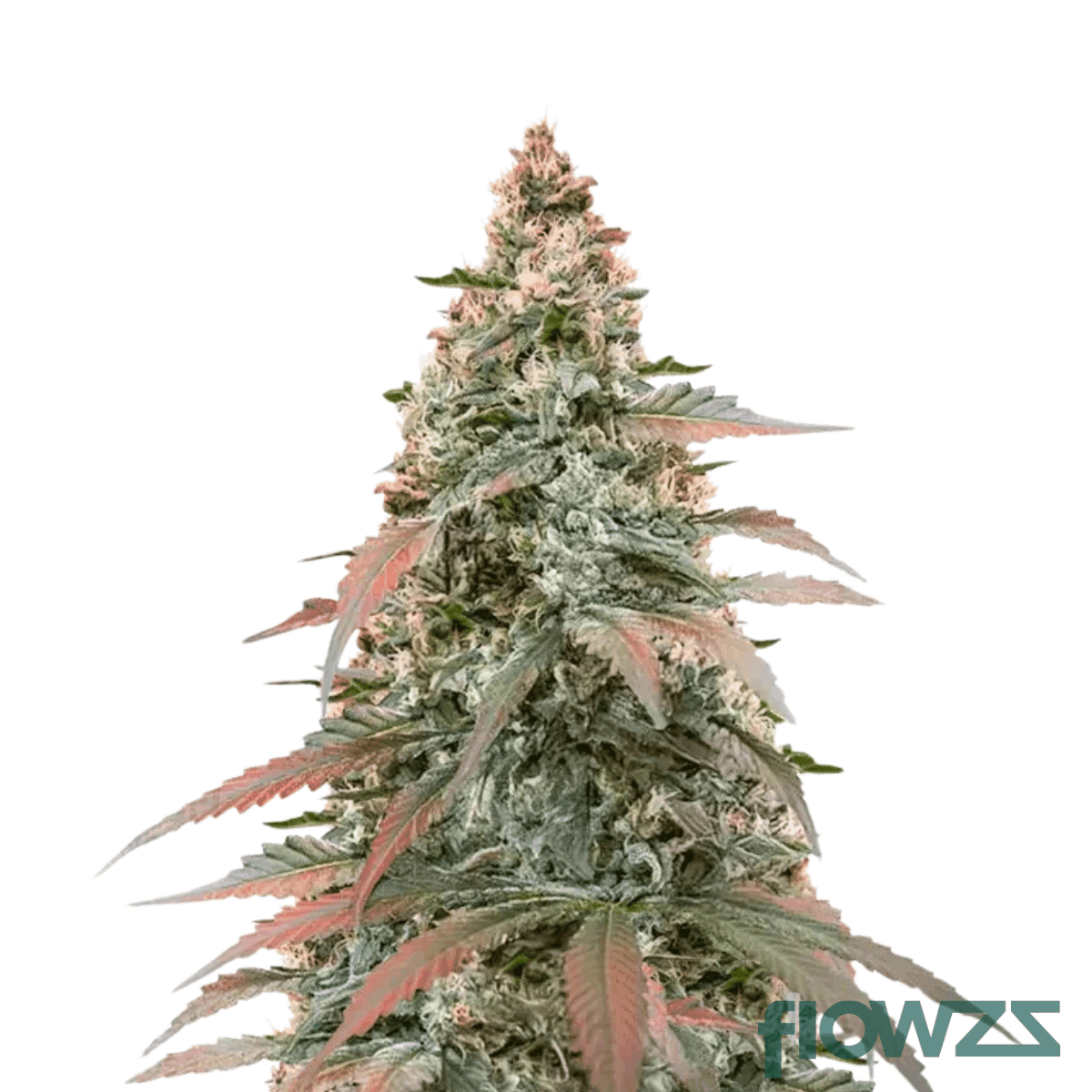tropicana-cherry-x-super-boof
