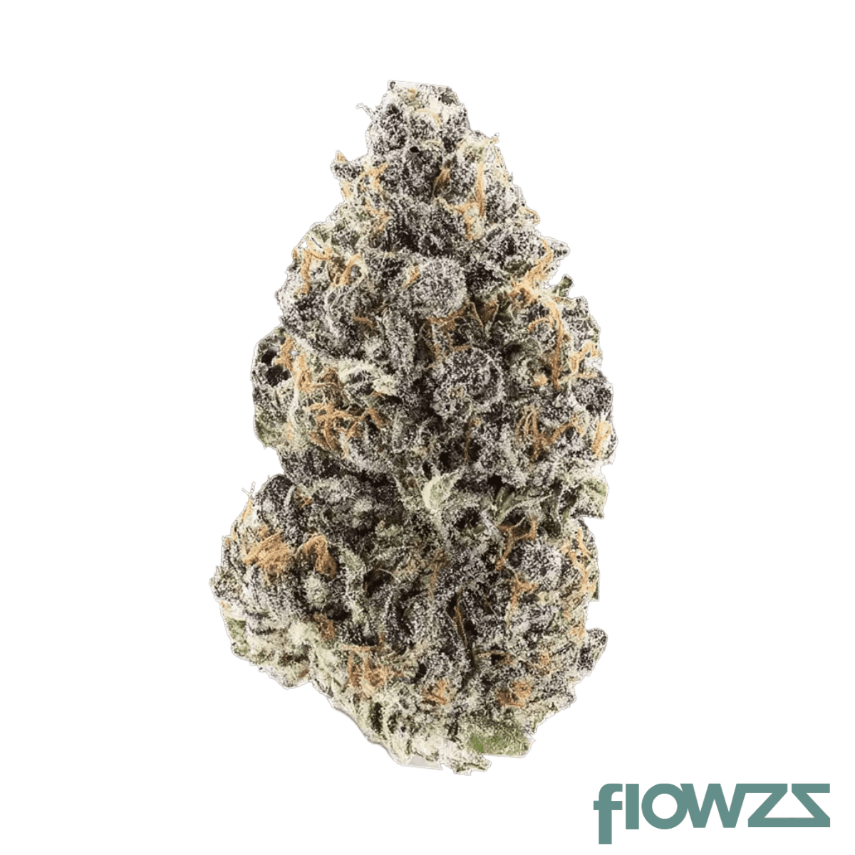 apollo-24-1-rks-chocolate-mint-og-2-0