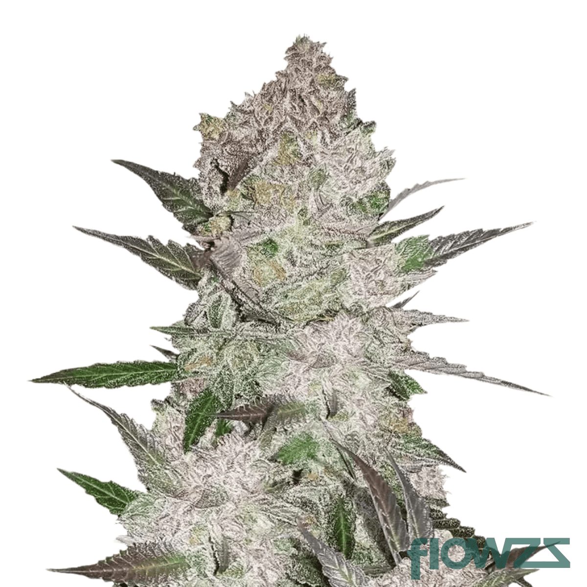 cookie-pebbles-og