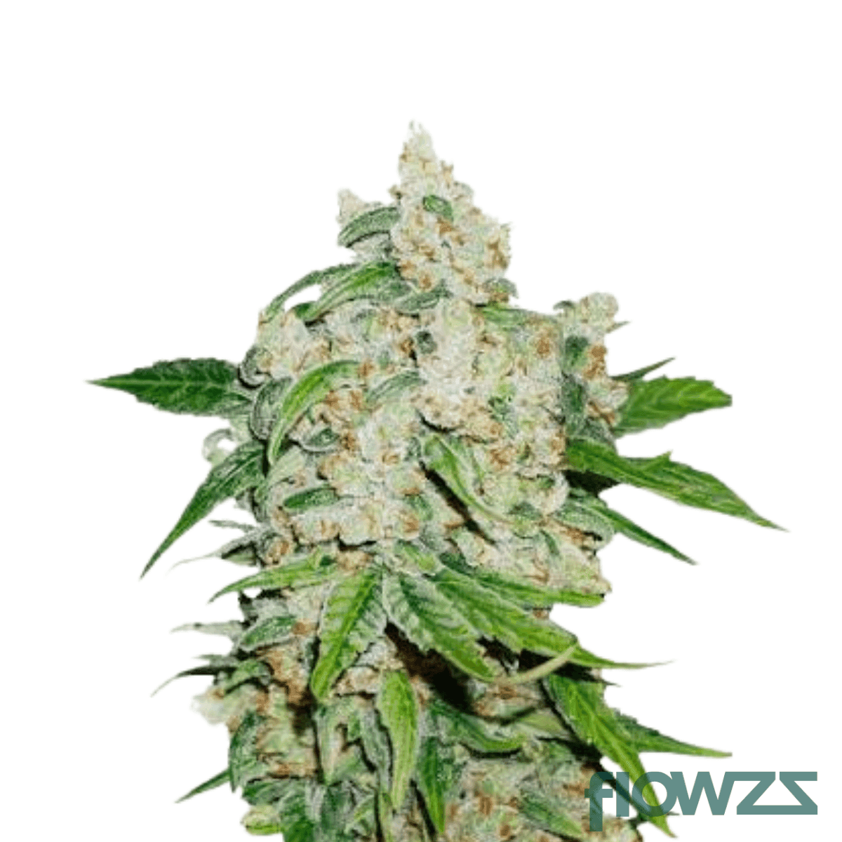 sour-sherb