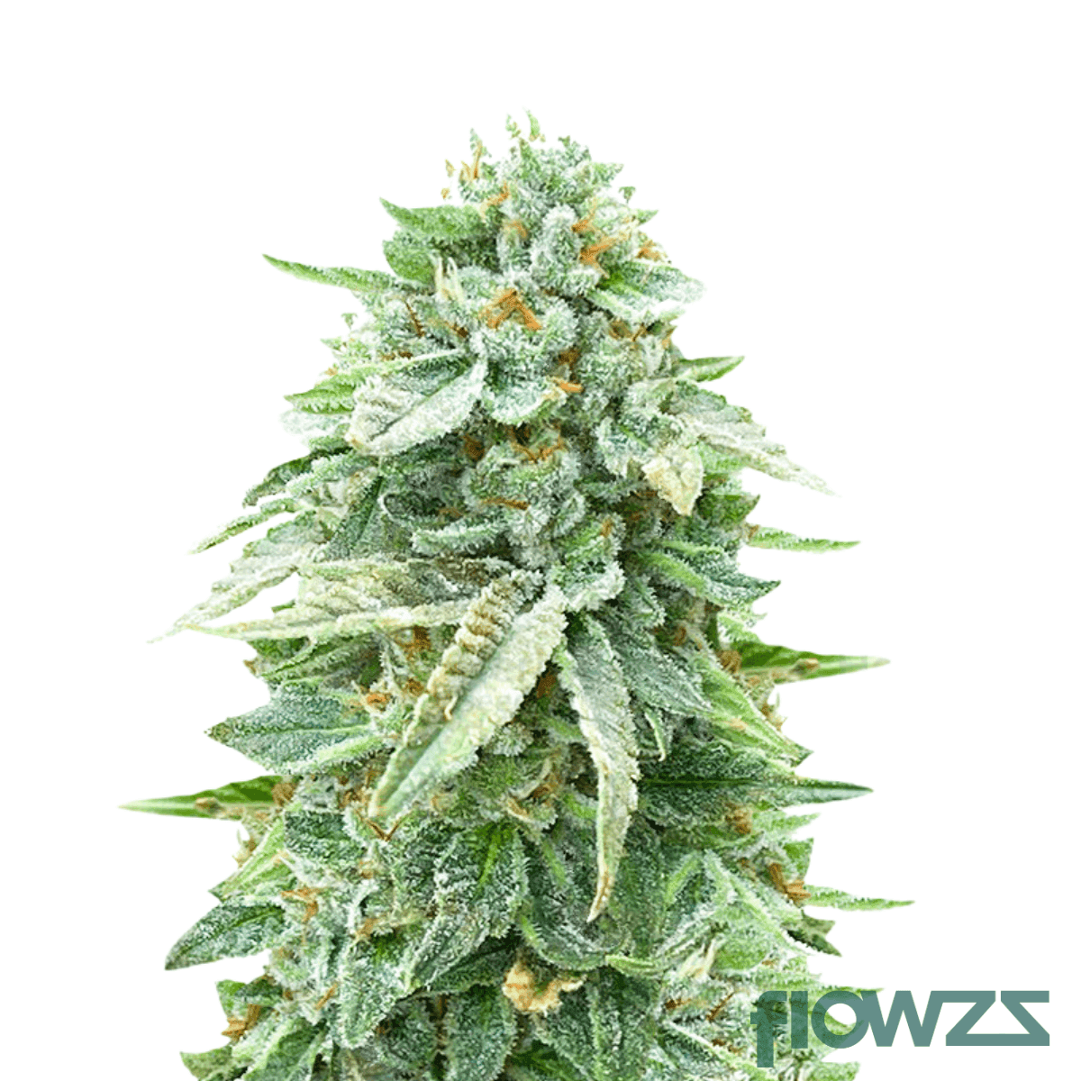 animal-mintz-kush