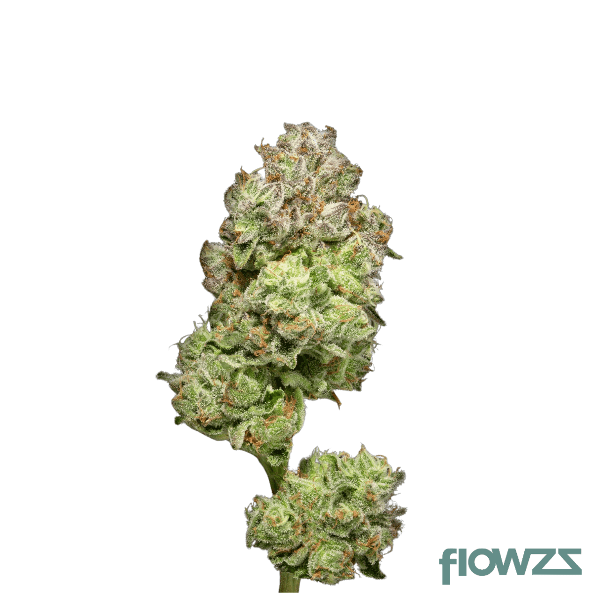 mgf-pop-up-no-12-25-1-thc-rich-tropicana-banana