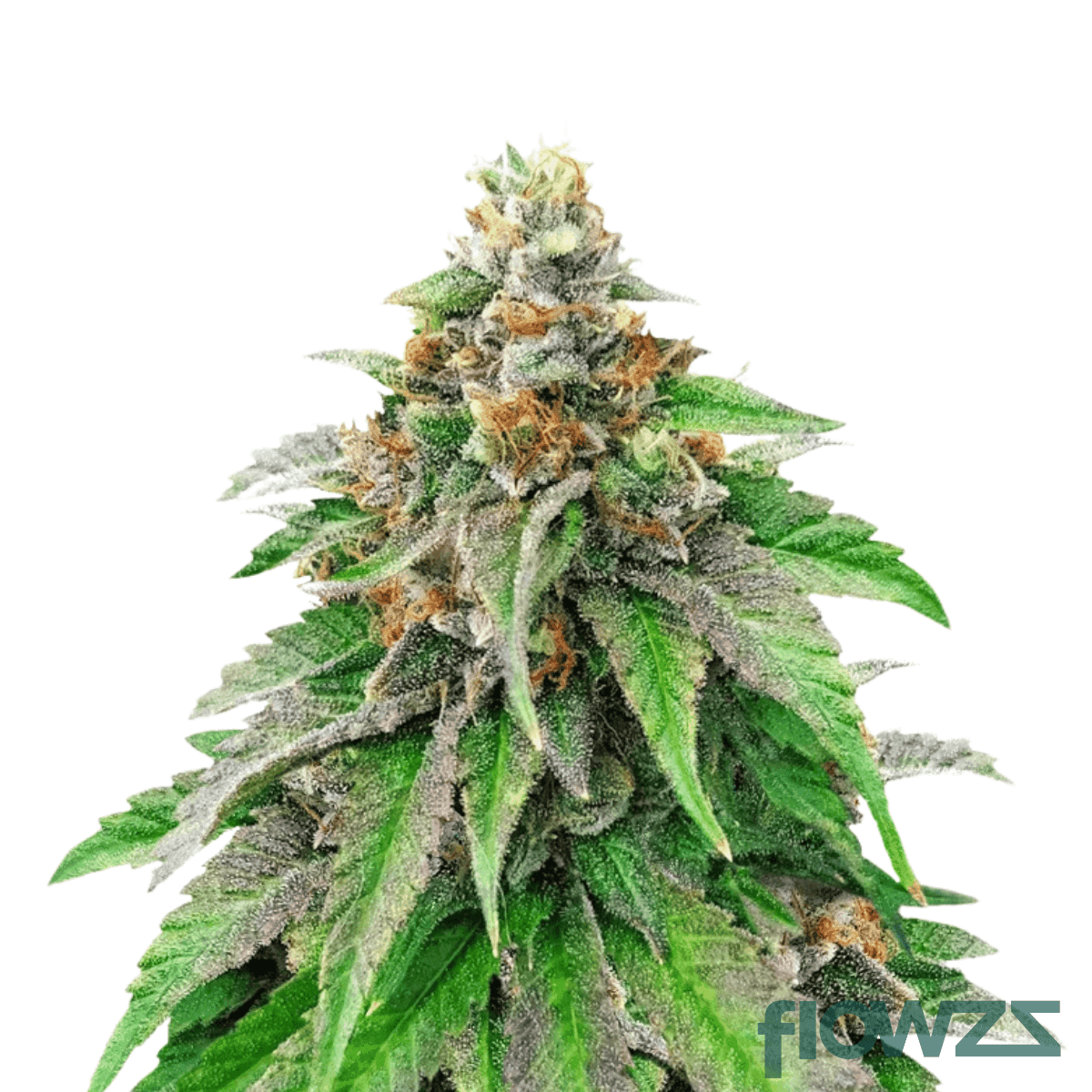 amnesia-gold