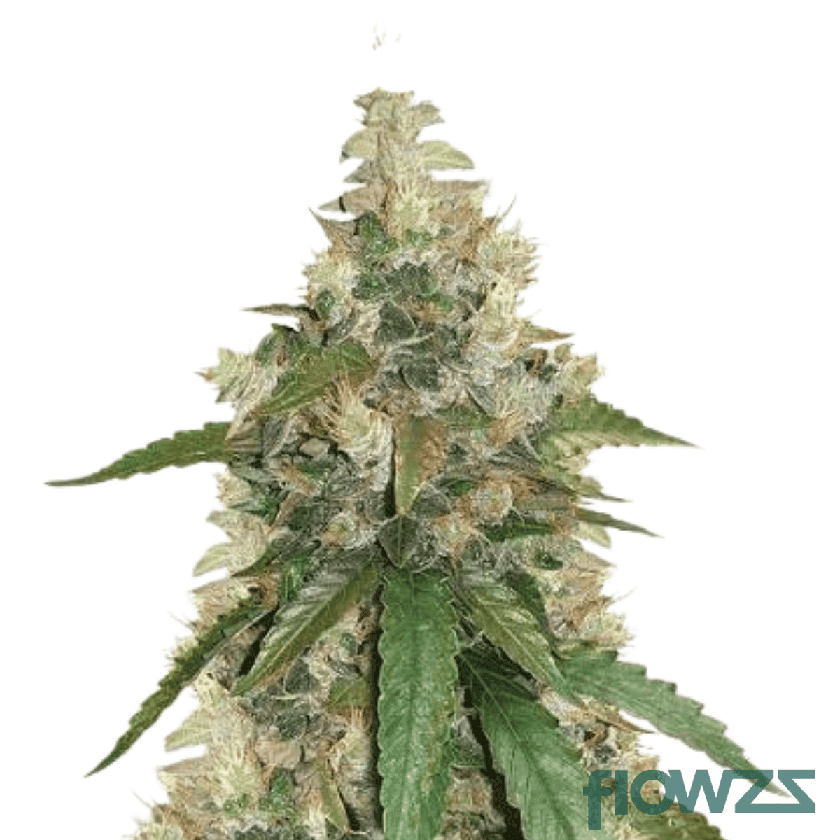 lemon-fuel-og