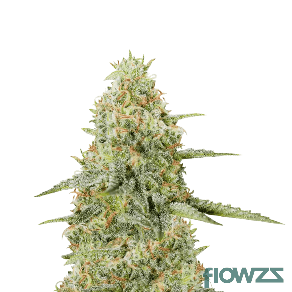 animal-cookies-x-sinmint-cookies