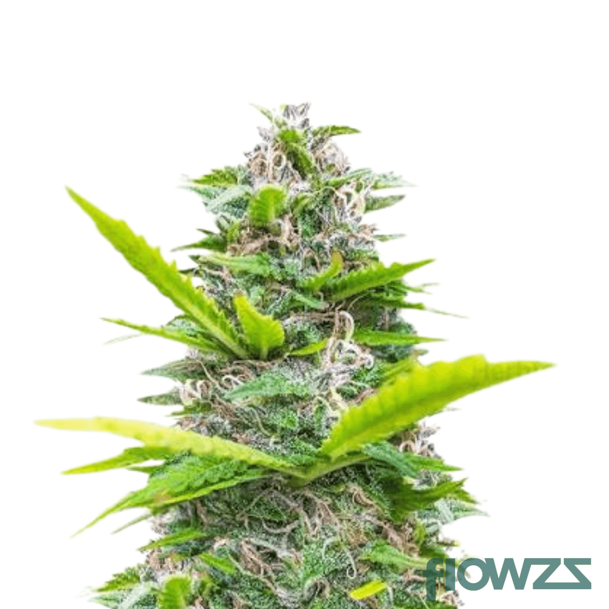 orange-dreamsicle