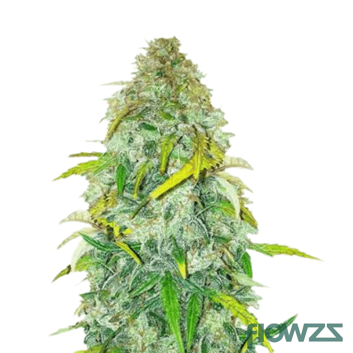 fruitloops-and-fuel