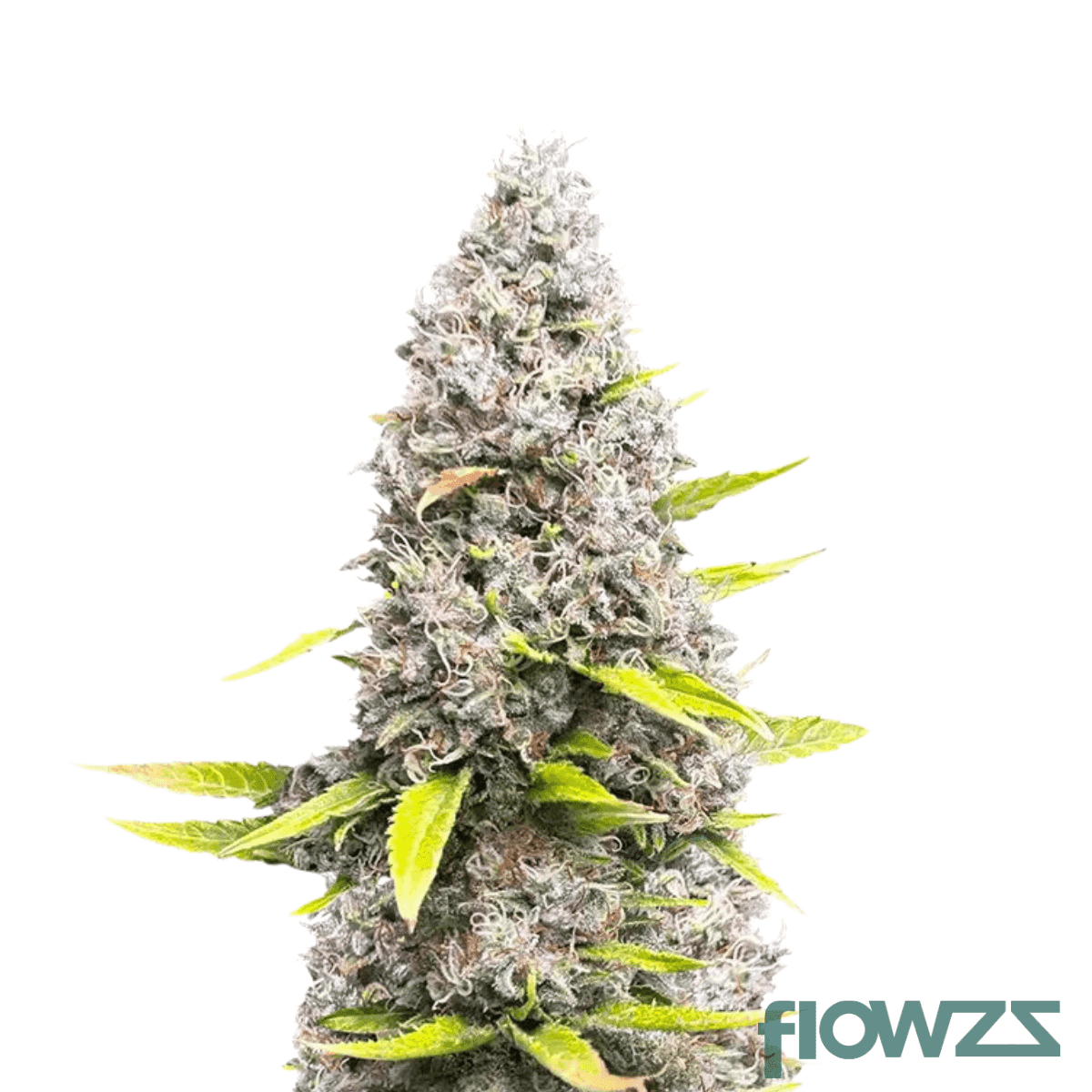 point-breeze