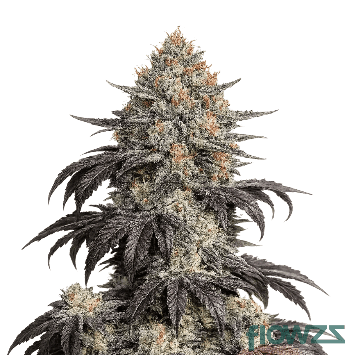 black-caviar