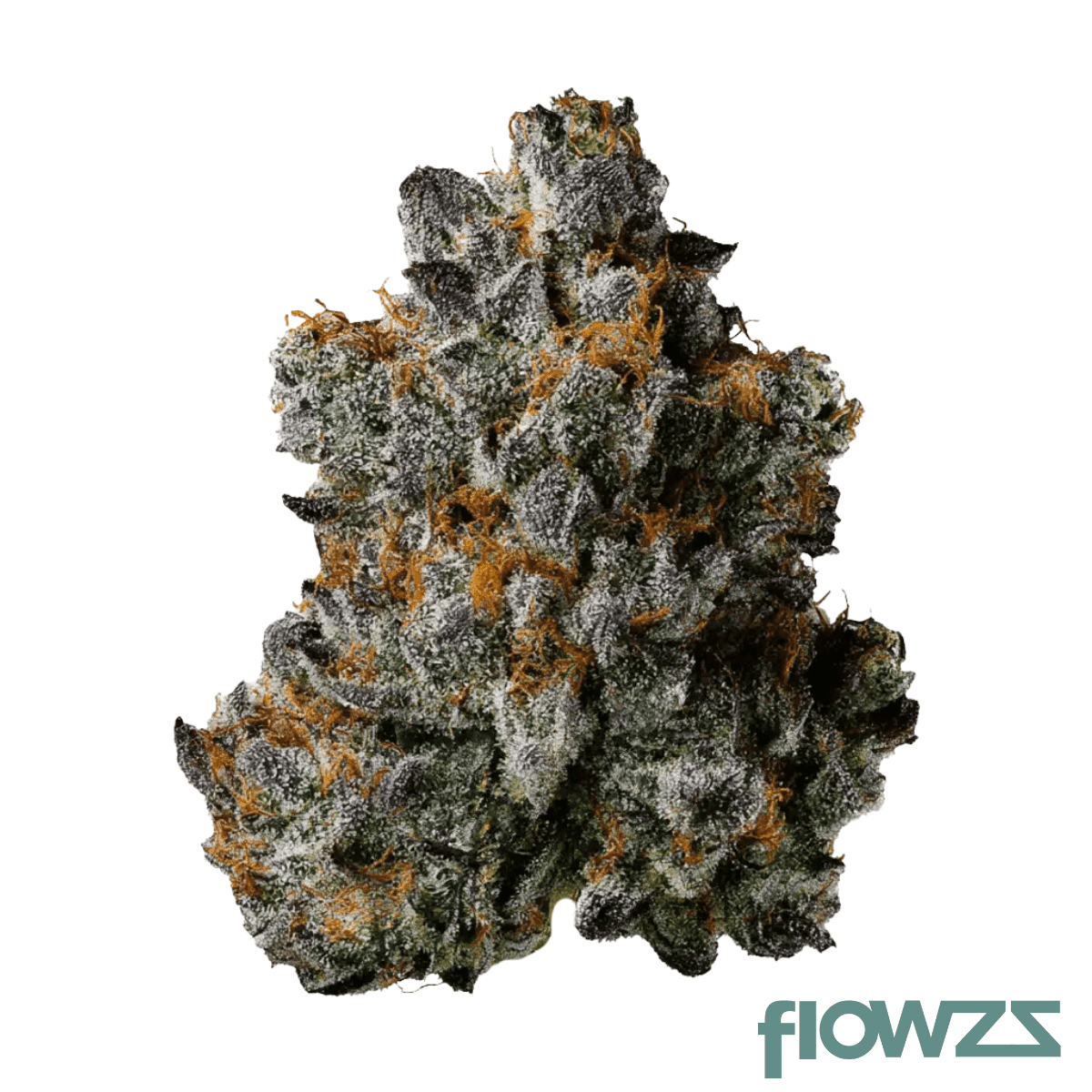 gramz-pp-36-1-purple-paris