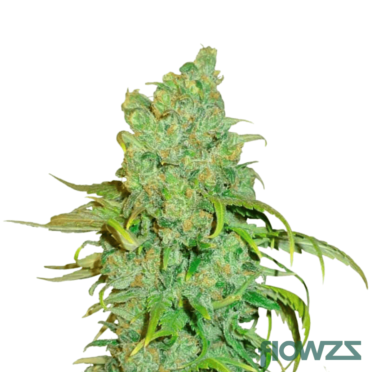 strawberry-og-x-god-bud