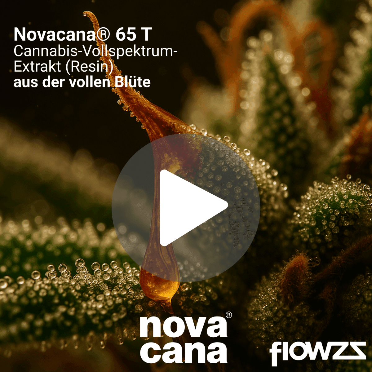 novacana-65-t-cali-haze