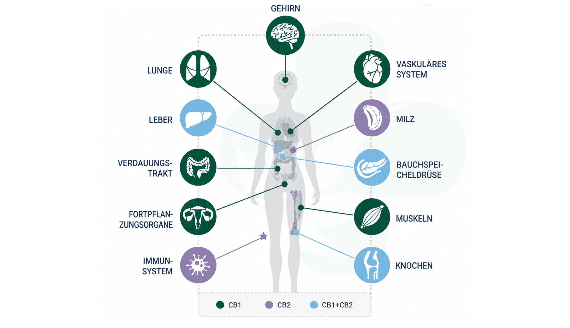 Endocannabinoid-System