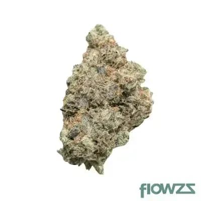 bathera-37-1-pp-polar-pop