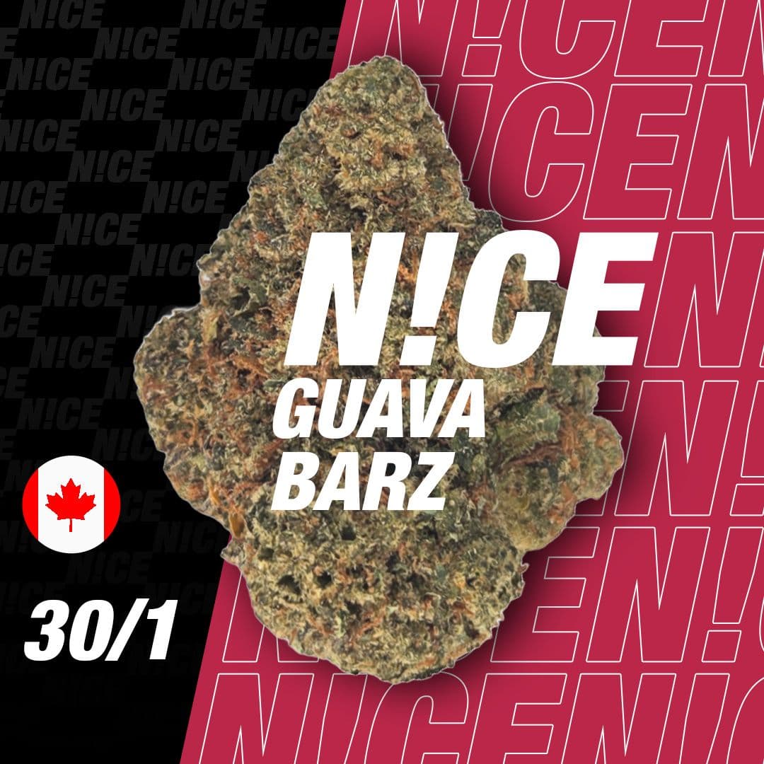  NICE 30/1 GBA Guava Barz