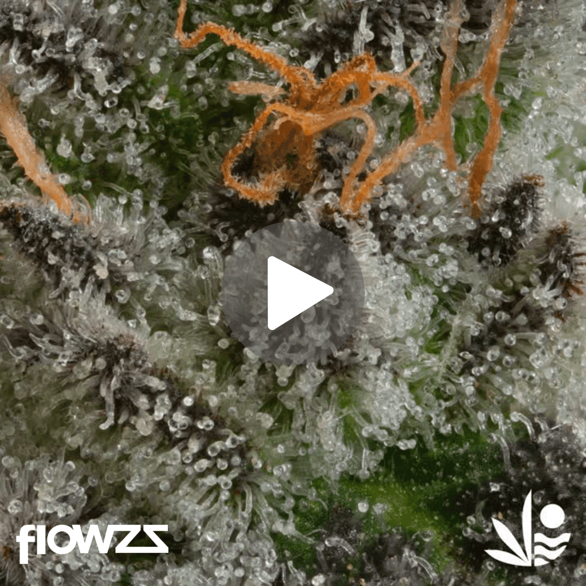  All Nations GM 25/1 Mac Doughnut