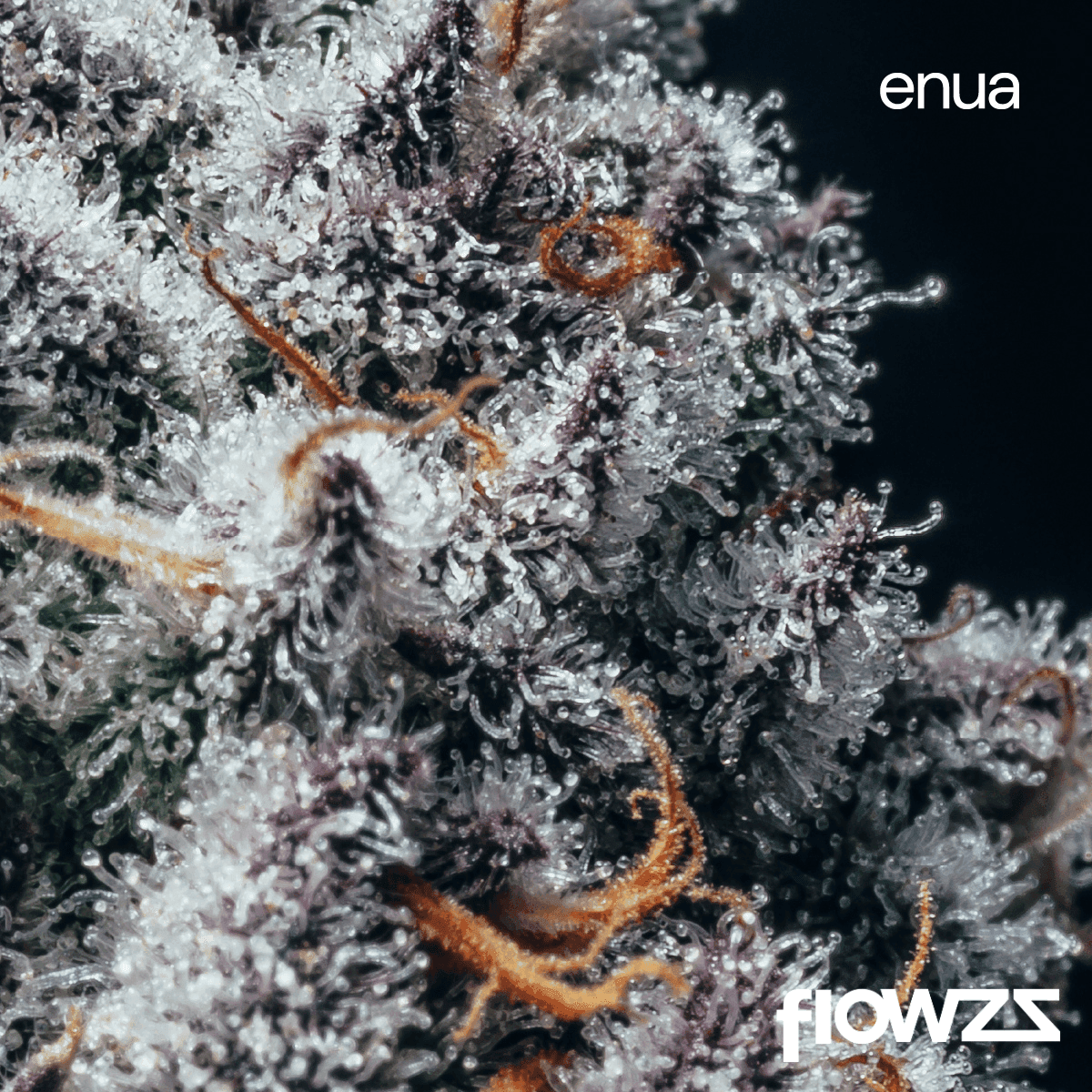 enua-30-1-ejz-ca-el-jefe-zoap