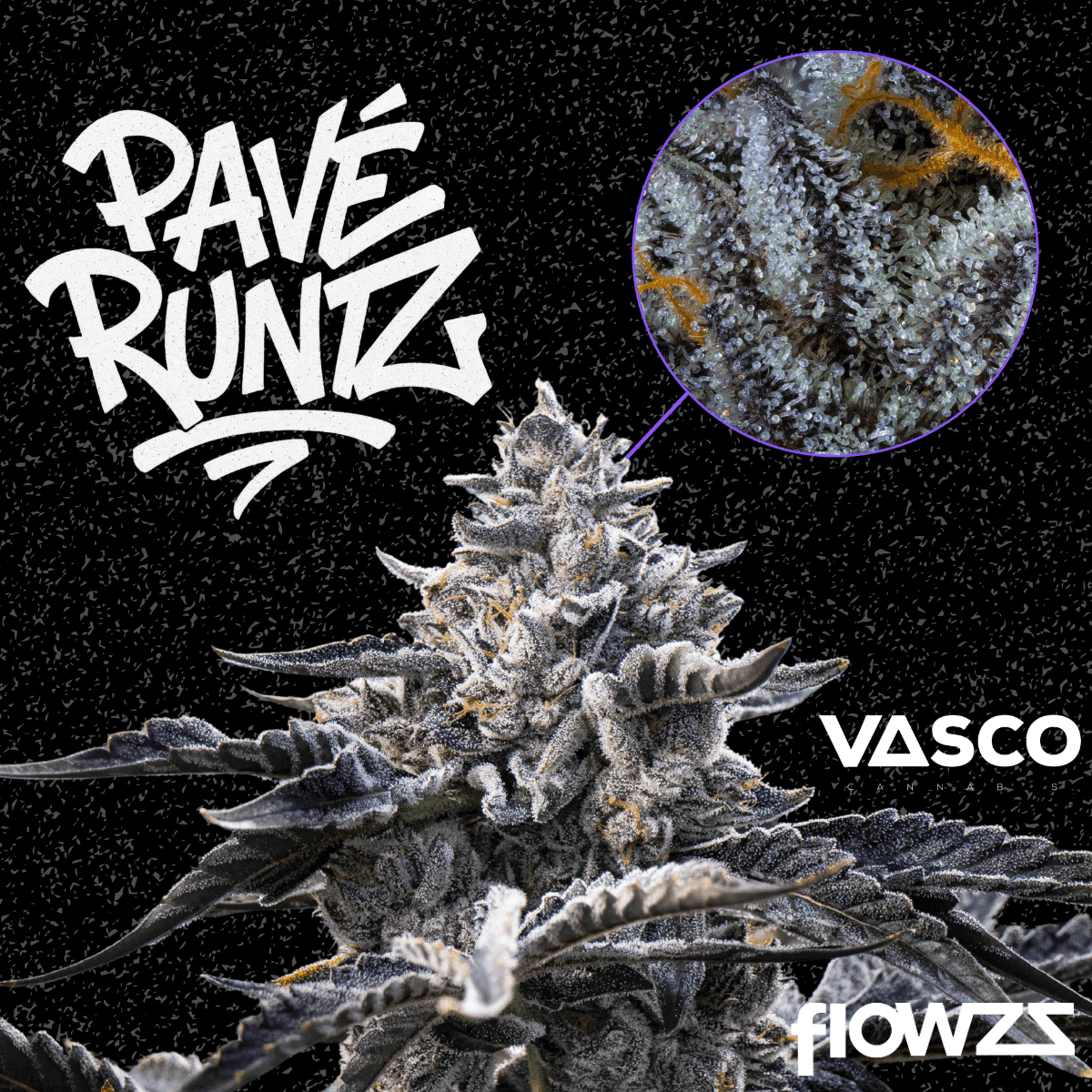 Vasco PR 21/1 Pave Runtz