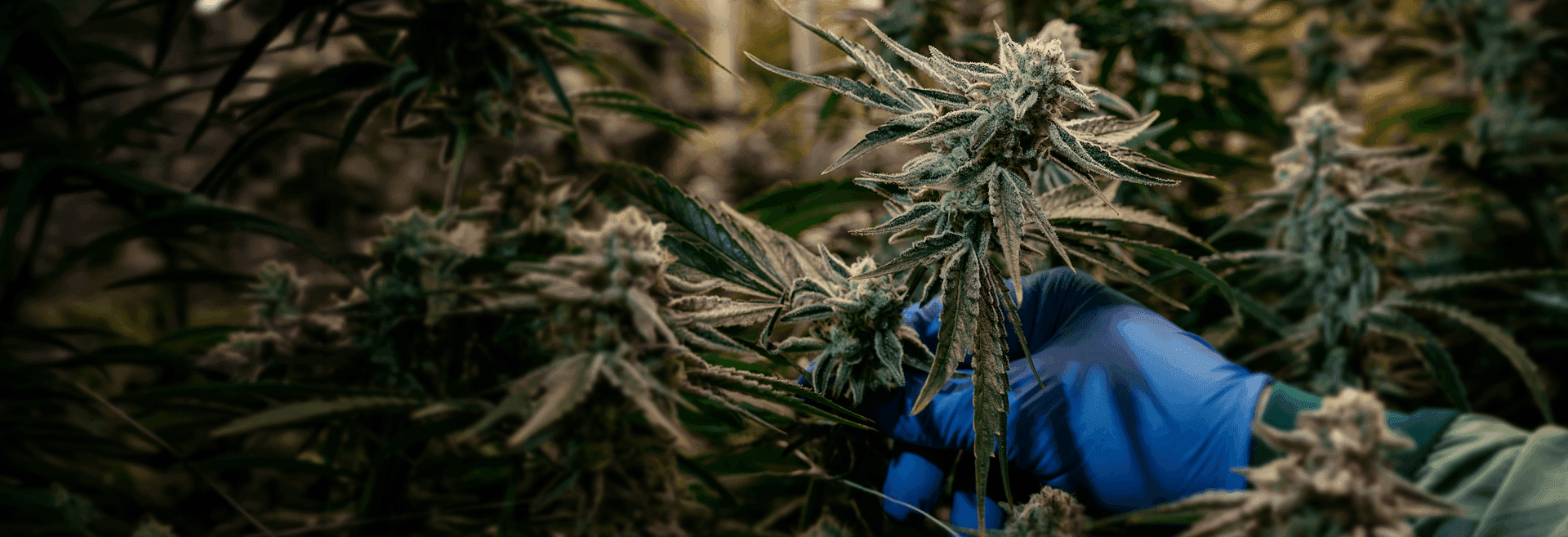 Demecan Live Rosin