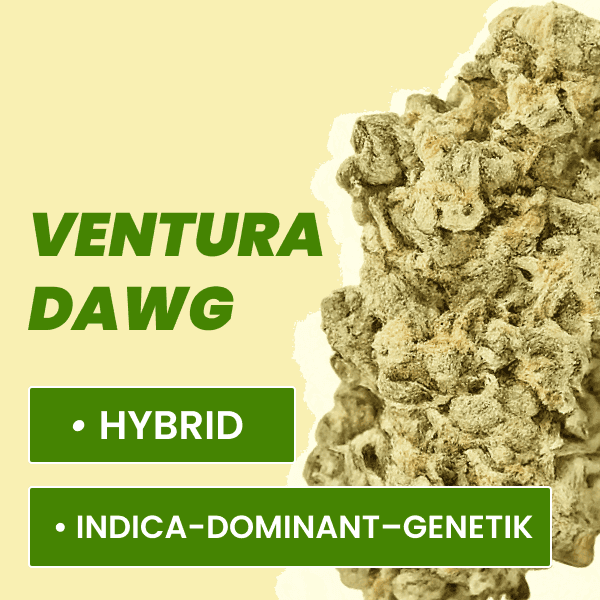 Remexian 27/1 CRN VTD Ventura Dawg