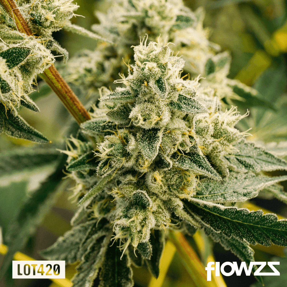 lot-420-gloc-gelato-x-orange-cake-2