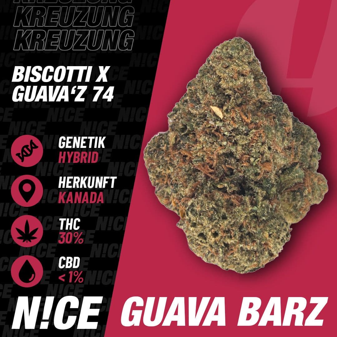  NICE 30/1 GBA Guava Barz